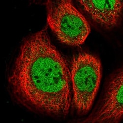 ZNF76 Antibody, Novus Biologicals:Antibodies:Primary Antibodies